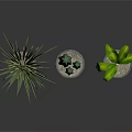 Stylish Indoor Houseplants in Decorative Ceramic Pots with Geometric Patterns and Reflections on Dark Background