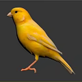 Yellow Bird Standing On Black Surface With Reflection In Studio Lighting