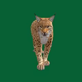 Majestic Lynx with Tufted Ears and Spotted Fur Walking on Green Background