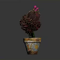 Vibrant Red Leaf Cactus Plant With Pink Flowers In Colorful Terracotta Pot