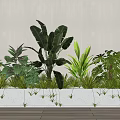 Indoor Bonsai Potted Plants Arrangement With Concrete Planter And Diverse Green Foliage
