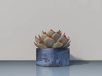 Small Decorative Succulent Bonsai Potted Plant In Blue Pot On Indoor Table 3d model