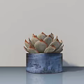 Small Decorative Succulent Bonsai Potted Plant In Blue Pot On Indoor Table