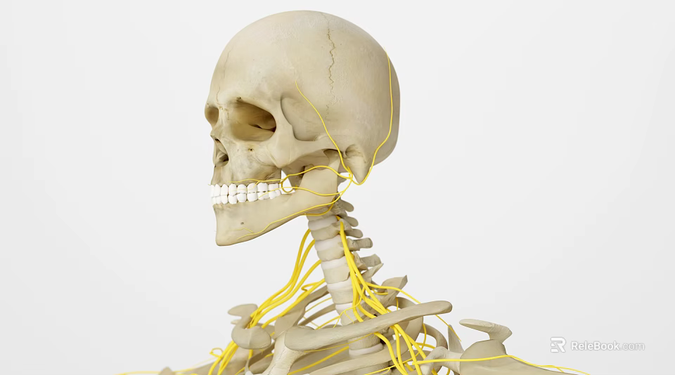Human Organ System Anatomical Structure With Skull Spine And Yellow Nerve Fibers 3d model 