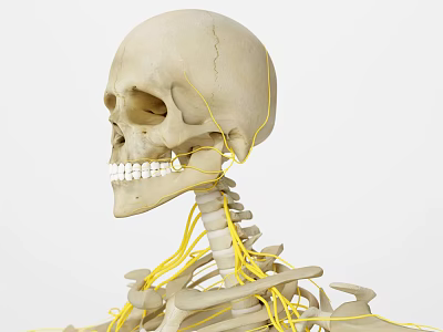 Human Organ System Anatomical Structure With Skull Spine And Yellow Nerve Fibers 3d model