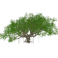 Tall Arbor With Lush Green Leaves Thick Trunk And Visible Roots Against Blue Sky