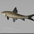 Brown And White Fish With Dark Fins Bright Eyes On Gray Background With Reflection