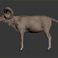 Brown Ram With Large Curved Horns Standing On Gray Background 3d model