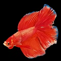Vibrant Red Betta Fish Displaying Beautiful Fins With Blue Edges On Black Background