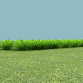 Green Grass Plants Neatly Arranged On Lush Grassland With Light Blue Sky