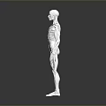 Human Anatomical Model Displaying Detailed Muscle And Skeleton Organ Structure