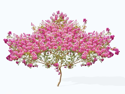 Stunning Lush Flowering Tree With Abundant Pink Blossoms And Green Leaves 3d model