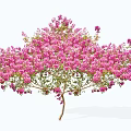 Stunning Lush Flowering Tree With Abundant Pink Blossoms And Green Leaves