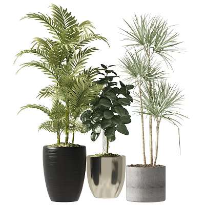 Indoor Potted Plants Featuring Various Green Leaves In Black Silver Gray Pots 3d model