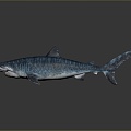 shark great white shark whale shark hammerhead shark tiger head shark man-eating shark blue shark coral red coral white coral 3d model