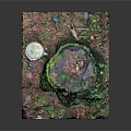 Wood and Stone Miniature Landscape With Moss Covered Stump And Small Plants