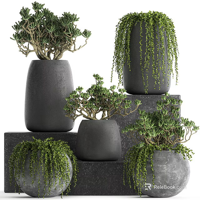Bonsai Potted Plants In Black Ceramic Pots On Layered Stone Platforms With Hanging Greenery 3d model 