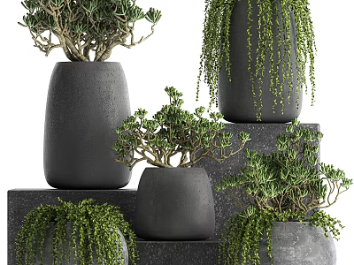 Bonsai Potted Plants In Black Ceramic Pots On Layered Stone Platforms With Hanging Greenery 3d model