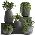 Bonsai Potted Plants In Black Ceramic Pots On Layered Stone Platforms With Hanging Greenery