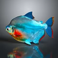 Colorful Tropical Fish with Shiny Iridescent Scales Blue Red Orange Fins on Gray Background Reflection