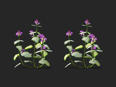 Vibrant Purple Flowers with Green Leaves Growing Against Black Background 3d model