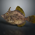 Unique Horned Fish Featuring Orange Eyes Spotted Body And Yellow Fins