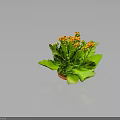 Vibrant Houseplant With Green Leaves And Orange Flowers In Clay Pot