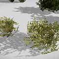 Different Types of 3D Rendered Plants Including Cacti Grasses and Shrubs on White Background