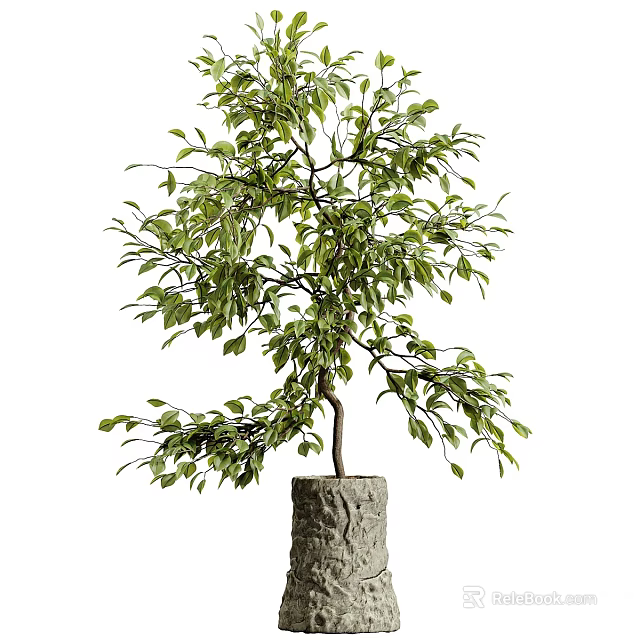 Bonsai Plant with Elegant Curved Branches Lush Green Leaves and Natural Stone Base 3d model 