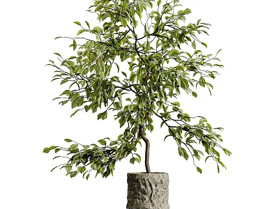 Bonsai Plant with Elegant Curved Branches Lush Green Leaves and Natural Stone Base 3d model