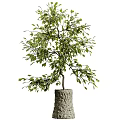 Bonsai Plant with Elegant Curved Branches Lush Green Leaves and Natural Stone Base