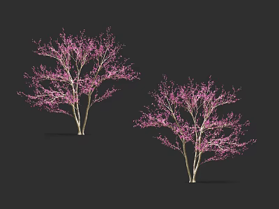 Two Ornamental Trees with Pink Blossoms and White Trunks on Dark Background 3d model