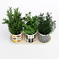 Decorative Bonsai Potted Plants with Colorful Patterned Pots and Fresh Green Herbs on White Tray