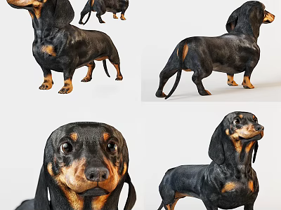 Cute Dachshund Dog In Various Poses With Black And Tan Coat Features 3d model