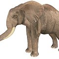 Elephant 3d model