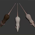 Three Brown White and Pink Rats Standing on Reflective Surface Against Dark Background
