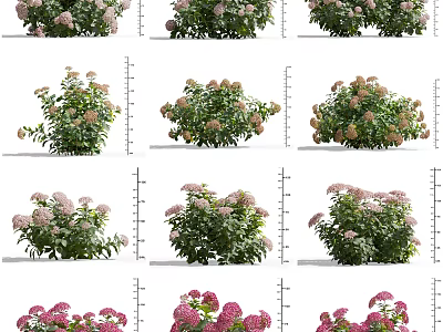 Beautiful Vibrant Flower Bushes With Pink Flowers And Green Leaves 3d model