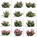 Beautiful Vibrant Flower Bushes With Pink Flowers And Green Leaves