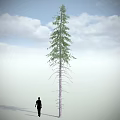 Tall Arbor Standing In Natural Landscape With Blue Sky White Clouds And Person Silhouette