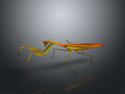 Orange and Green Mantis With Long Forelegs On Gray Background 3d model