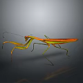 Orange and Green Mantis With Long Forelegs On Gray Background