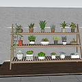 Multi tiered Wooden Shelf Displaying Various Bonsai and Potted Plants for Indoor Decor