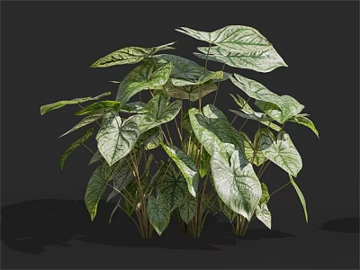 Green Leafy Plant with Large Variegated White and Green Leaves Against Black Background 3d model