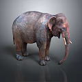 Adult Elephant With Rough Skin And White Tusks Standing On Grey Background