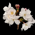 White Cherry Blossoms With Blooming Flowers And Pink Buds On Black Background