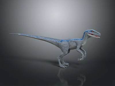 Realistic Velociraptor 3D Model With Gray Body And Blue Stripes Standing On Gray Background 3d model