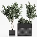 Modern Potted Plants With Black Geometric Planters And Green Foliage Decorative Shapes