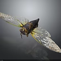 Cicada With Transparent Patterned Wings And Dark Yellow Body On Dark Background Close Up View