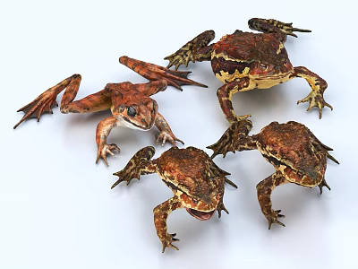 Three Reptiles With Brown Orange Skin And Detailed Limbs On White Background 3d model