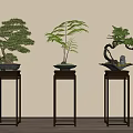 Three Bonsai Trees Displayed On Black Pedestals Against Light Colored Walls And Wooden Floor